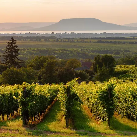 In - Balaton 19144 بالاتوليلّي